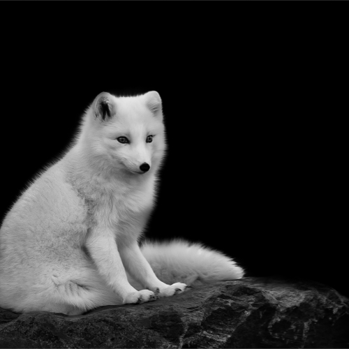 Honour - Arjuna Somaskandan "Arctic Fox"