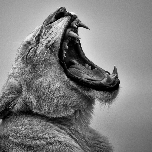 Honour - Arjuna Somaskandan "Roaring Lion"