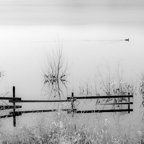 Honour - Kelly Pape "Duck Crossing"