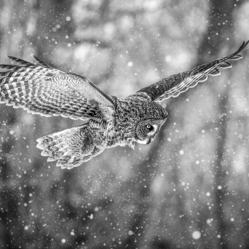 Honour - Jocelyne Feizo "Reconnaissance Flight"