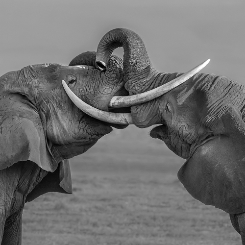 Honour - Yun Wang "Elephant Fighting"