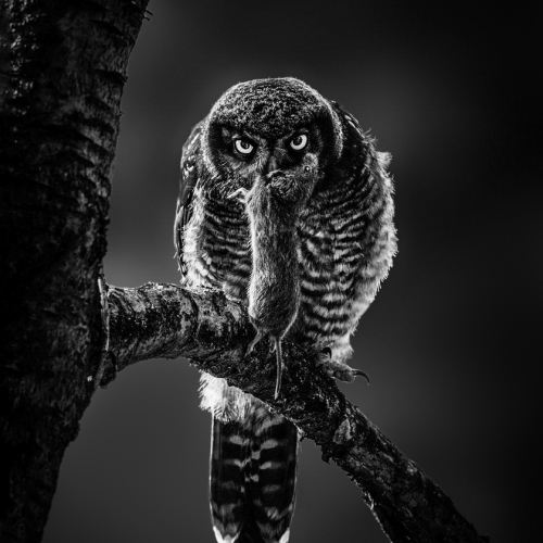 Honour - Norm Dougan "Hungry Hawk Owl"