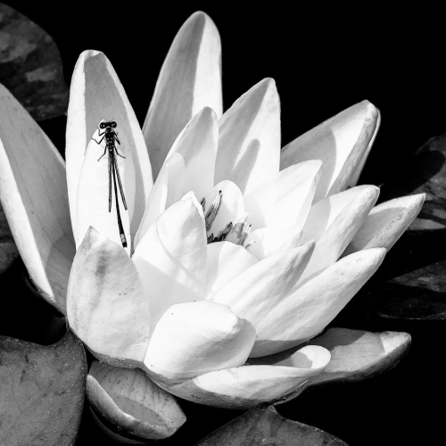 Honour - Norm Dougan "Pond Lily"