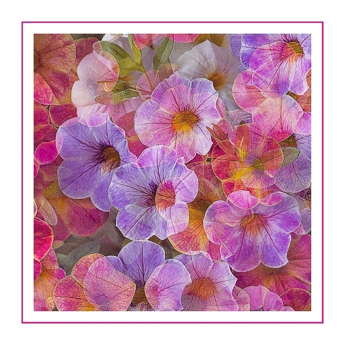 Honour - Adrienne Zoe - Petunia Medley 1
