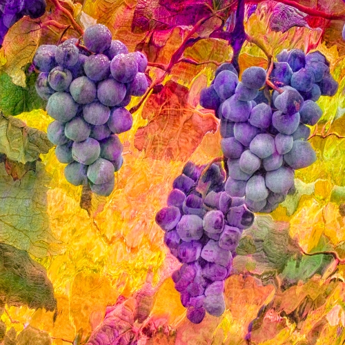 Honour - Adrienne Zoe - Fruit Of The Vine