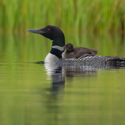 Honour Award - Adrienne Zone - Mommy And Baby Loon