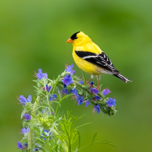 Honour Award - Adrienne Zone - Wildflower Perch (Goldfinch)