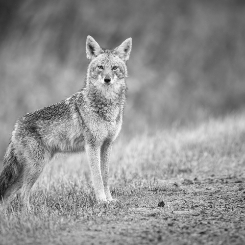 Honour Award AnthonyBucci Curious Coyote