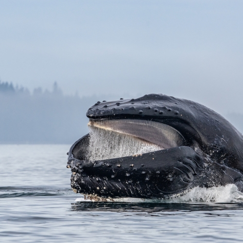 Honour Award Anthony Bucci Humpback Whale