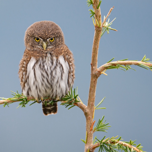 Honour Award Anthony Bucci Pygmy Owl Scowl