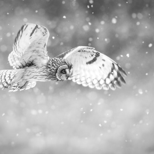 Honour Award Anthonybucci Snow Hunter