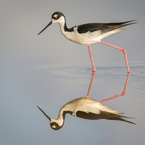 Honour Award Bruce Carmody Black Necked Stilt