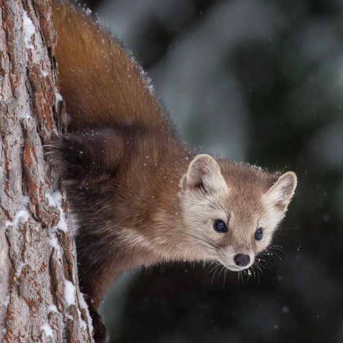 Honour Award Bruce Carmody Curious Pine Marten