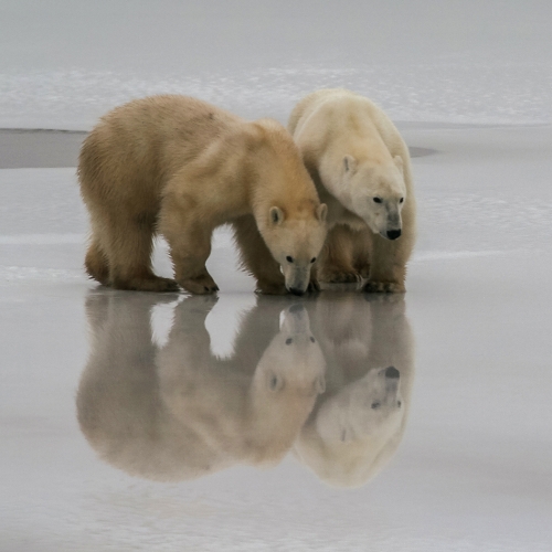 Honour Award - Bruce Raby - Four Polar Bears