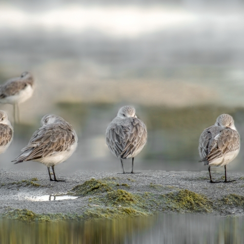 Honour Award - Carmin Cristofaro - The Birds