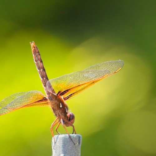 Honour Award Chilliwack Camera Club Al Brown Dragonfly