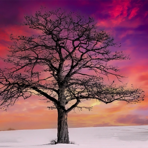 Honour Award - Claude Belanger - Lone Tree At Sunset In Nicolet