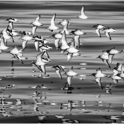 Honour Award David Guscott Birds Of A Feather