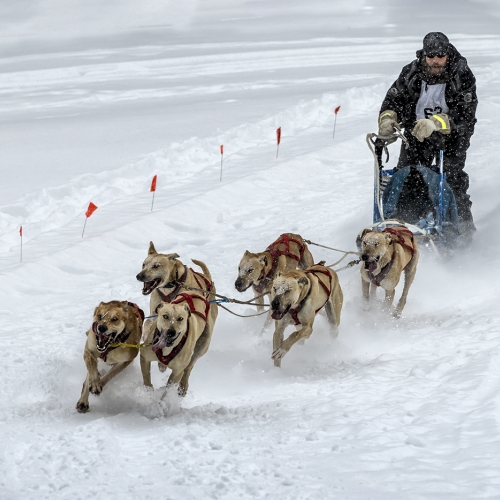 Honour Award - Dennis Chow - Mushing