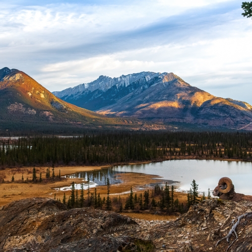 Honour Award Earl Hirtz Bighorn Ram At Sunrise 1 