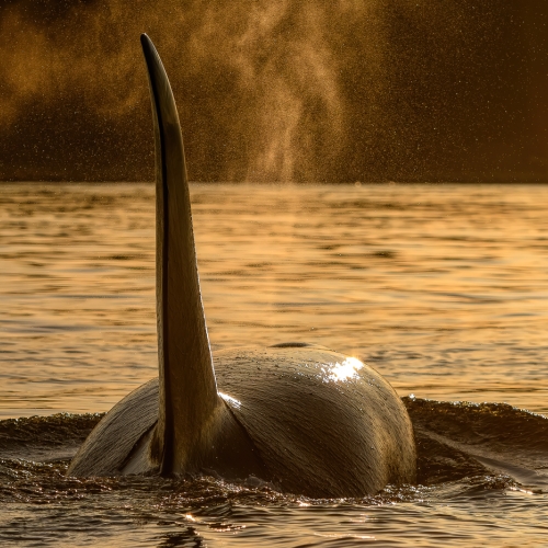 Honour Award Earl Hirtz Orca Gold 1 
