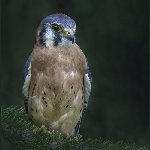 Honour Award Etobicoke Camera Club Sharon Eyolfson American Kestrel