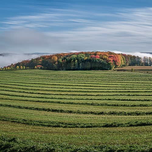Honour Award Francine Raymond The Harvest
