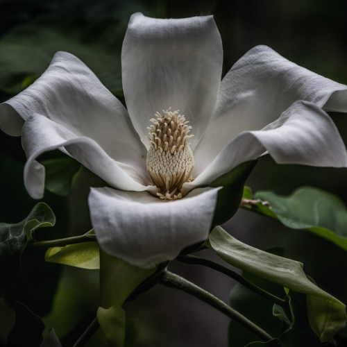 Honour Award - Gail Stephan - Magnolia Bloom