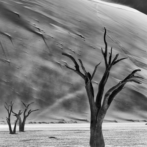 Honour Award Geri Porteous Deadvlei