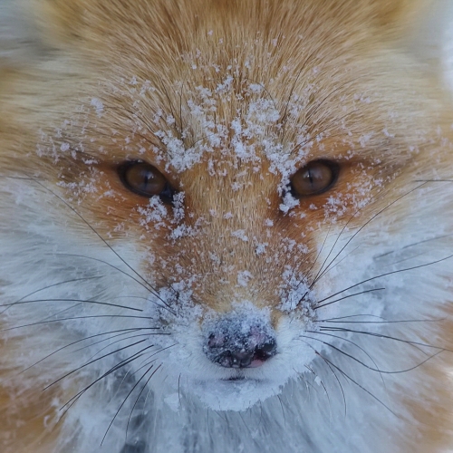 Honour Award Grant Gallant Red Fox