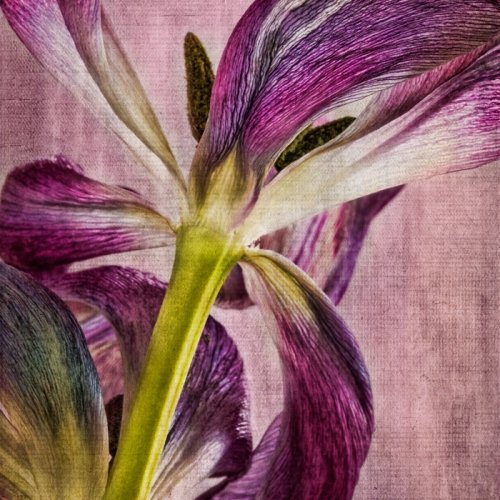 Honour Award Heather Loewenhardt Fading Moments
