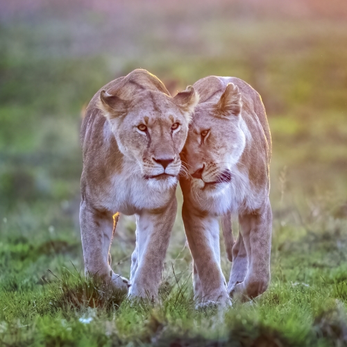 Honour Award Ilana Block Backlit Lionesses At Sunrise
