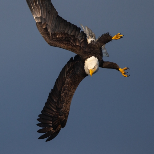 Honour Award Ilana Block Bald Eagle Determination