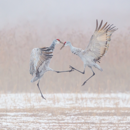 Honour Award Ilana Block Dancing Sandhill Cranes In The Snow
