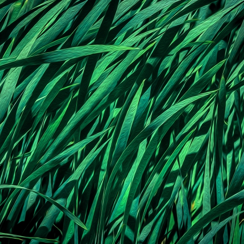Honour Award Jacquie Matechuk Natures Canvas