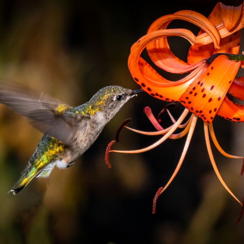 Honour Award - John Criton -Summer's Hummer