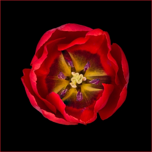 Honour Award - Jonathan Sau - Tulip In Red