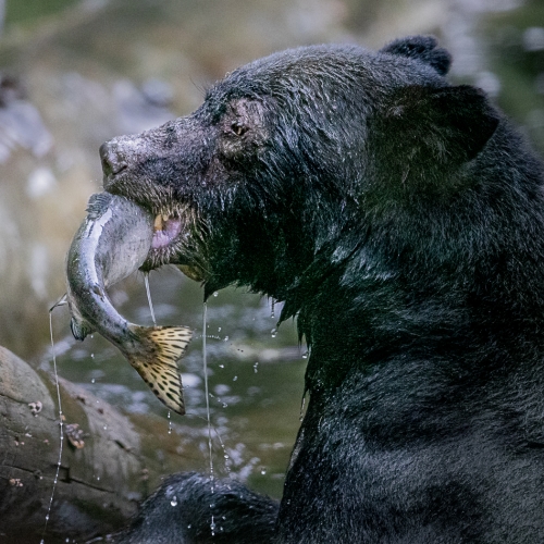 Honour Award Leah Gray Pink For Black Bear