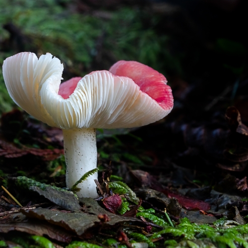 Honour Award Lions Gate Camera Club Judith Kennedy Forest Floor Ballerina