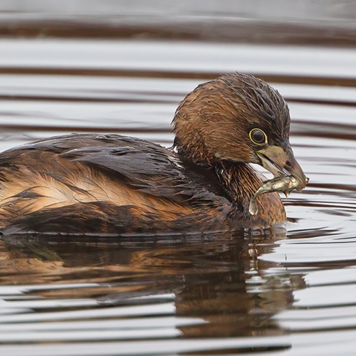 Honour Award Lions Gate Camera Club Virginia Hayes Pied Biled Grebe With Catch