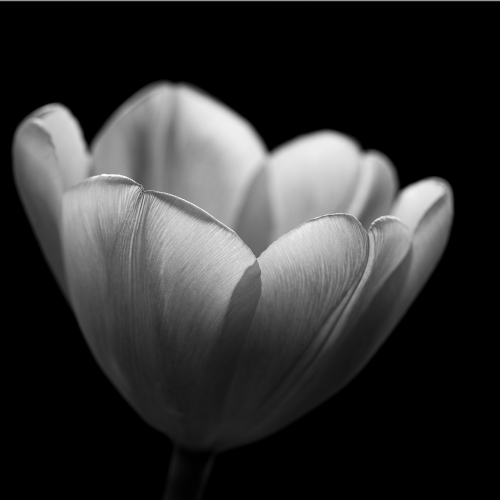 Honour Award Marek Pleszczynski Of Light And Shadows
