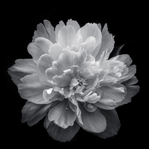 Honour Award Marek Pleszczynski Shades Of Light