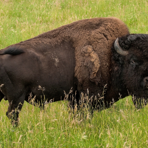 Honour Award Marlene Hornstein Alberta S Wood Bison
