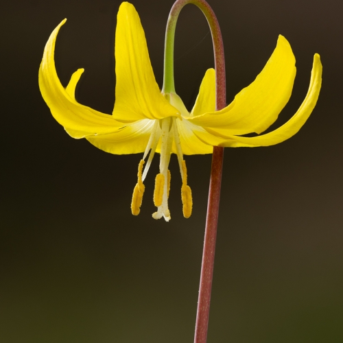Honour Award Martin Ross Glacier Lily