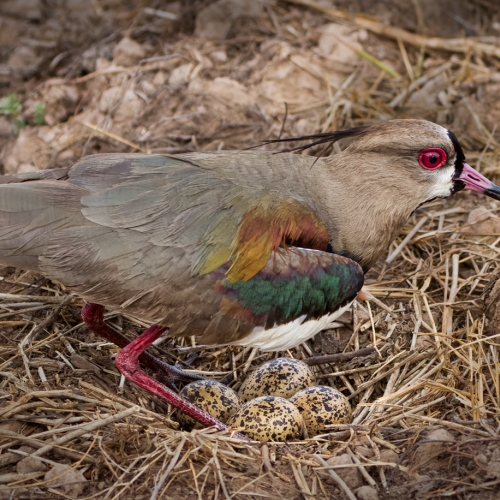 Honour Award Mary Chambers Brazilian Southern Lapwing