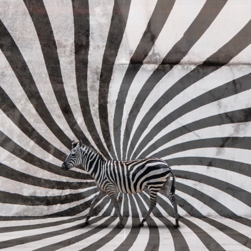 Honour Award - Mary Chambers - Camouflage Facade
