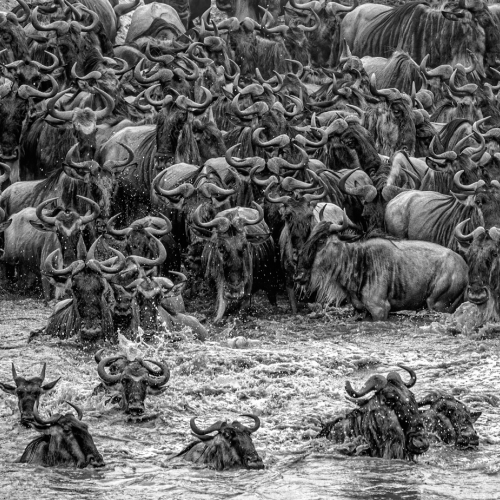 Honour Award Mary Chambers Wildebeest Crossing