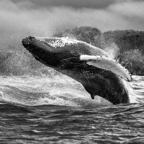Honour Award Michael Winsor Humpback Whale Breach