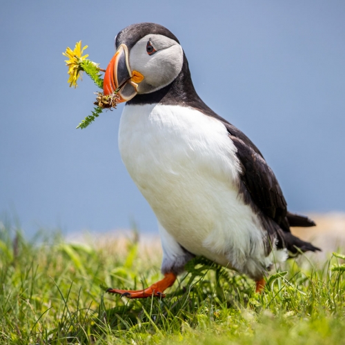 Honour Award - Michael Winsor - Gathering Nesting Material