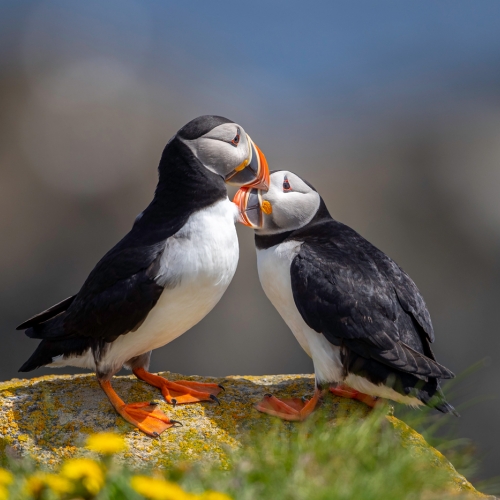 Honour Award - Michael Winsor - Puffin Affection